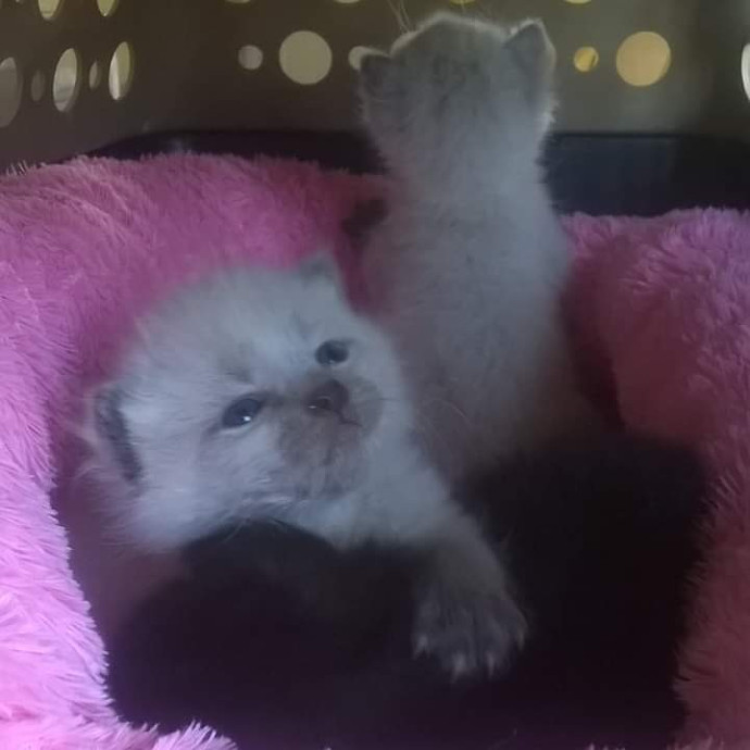 Purrfect Cat Sitting