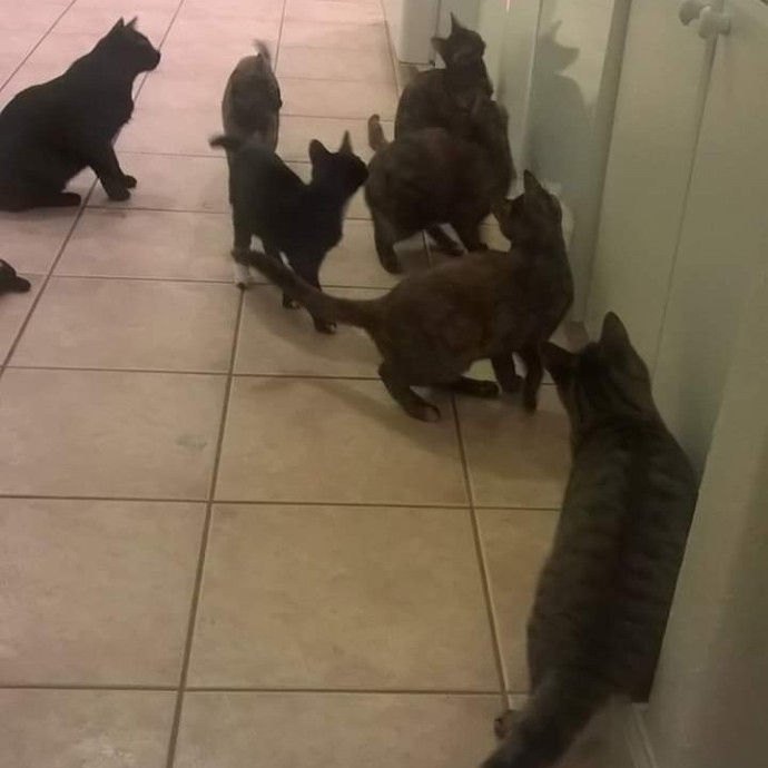 Purrfect Cat Sitting photo 3