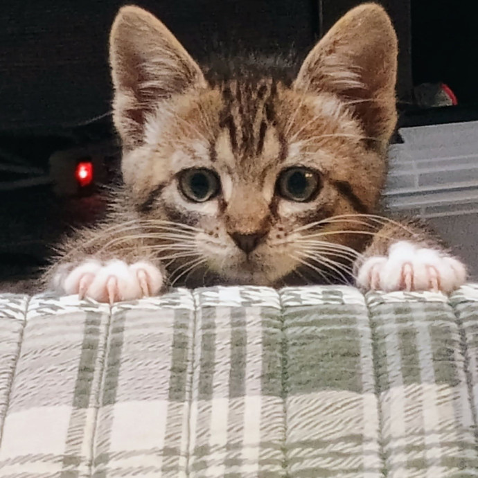 Purrfect Cat Sitting photo 2