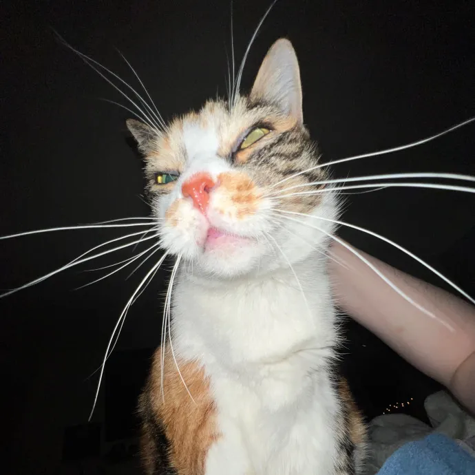 Chrissy's Purrrfect Cat Sitting In Tulsa