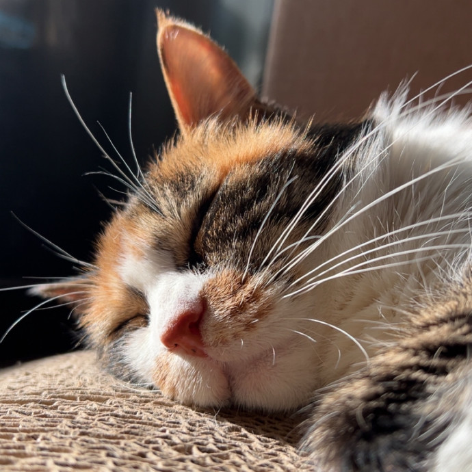 Chrissy's Purrrfect Cat Sitting In Tulsa