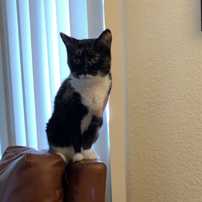 Chrissy's Purrrfect Cat Sitting In Tulsa