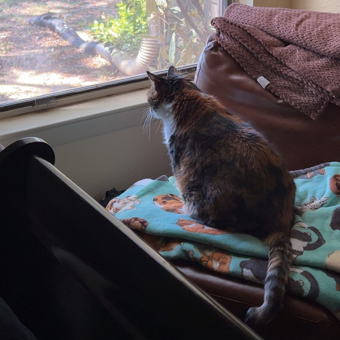 Chrissy's Purrrfect Cat Sitting In Tulsa