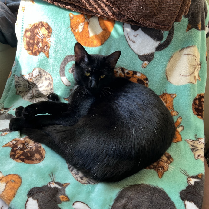 Chrissy's Purrrfect Cat Sitting In Tulsa