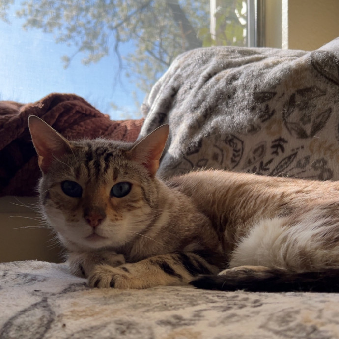 Chrissy's Purrrfect Cat Sitting In Tulsa