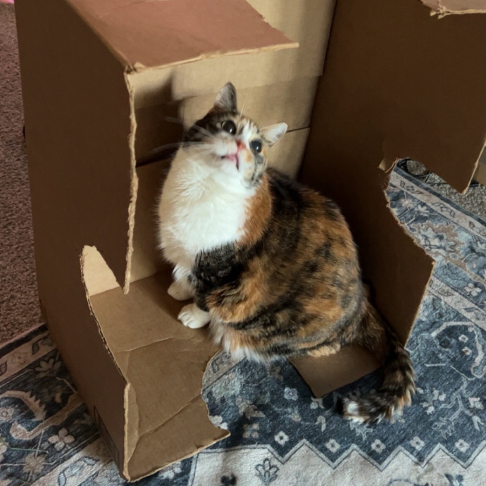 Chrissy's Purrrfect Cat Sitting In Tulsa photo 2