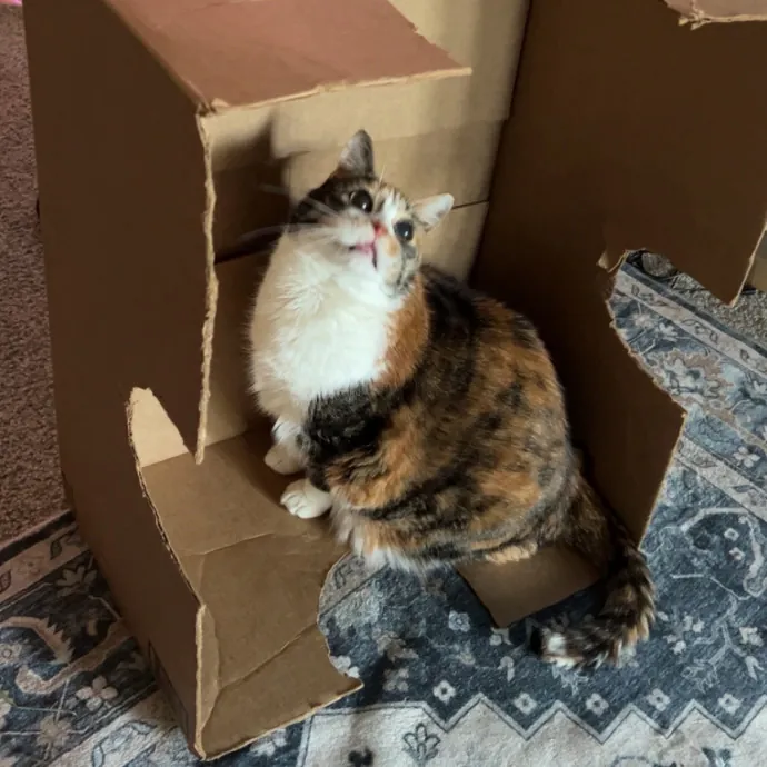Chrissy P.