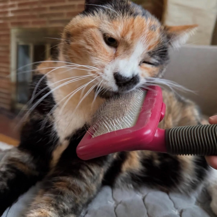Long Time Professional Cat Sitter