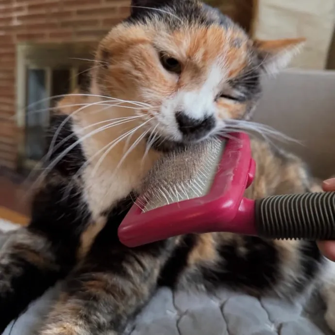 Long Time Professional Cat Sitter