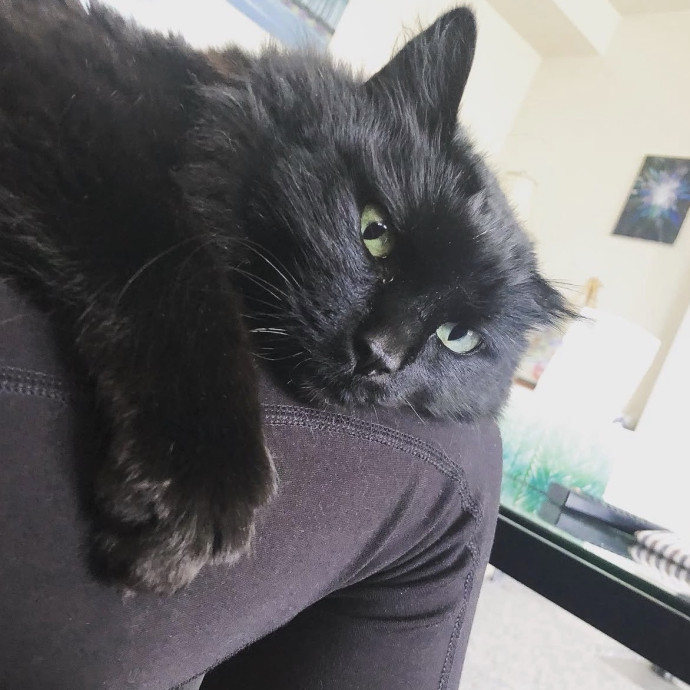 Long Time Professional Cat Sitter