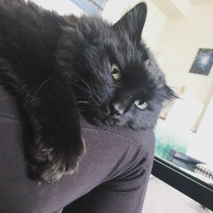 Long Time Professional Cat Sitter