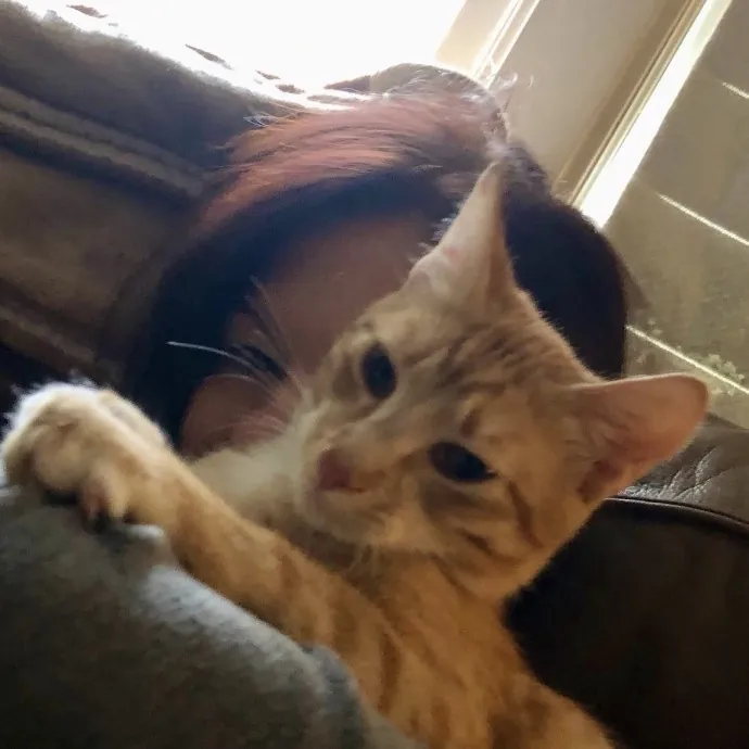 Long Time Professional Cat Sitter