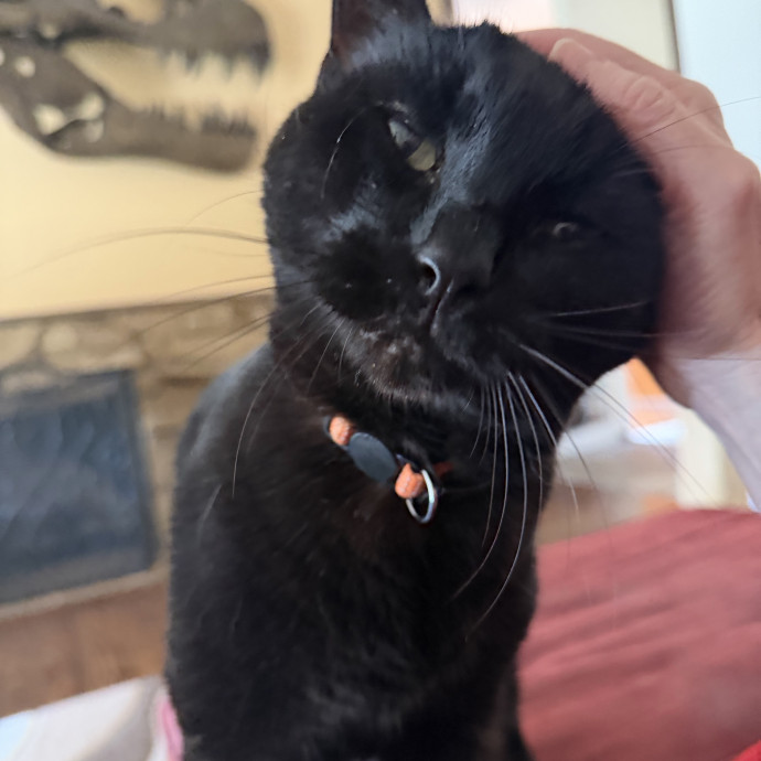 Long Time Professional Cat Sitter