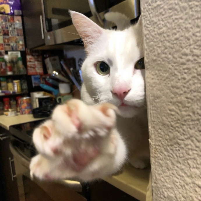 Long Time Professional Cat Sitter