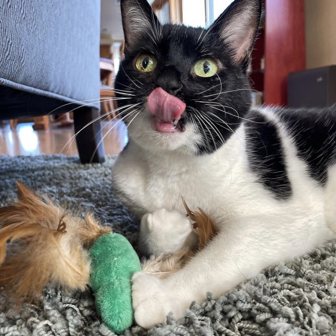 Long Time Professional Cat Sitter