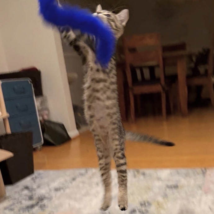 Long Time Professional Cat Sitter photo 3