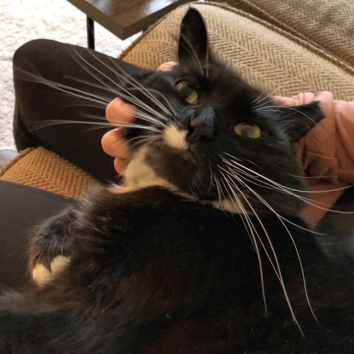 Long Time Professional Cat Sitter photo 2