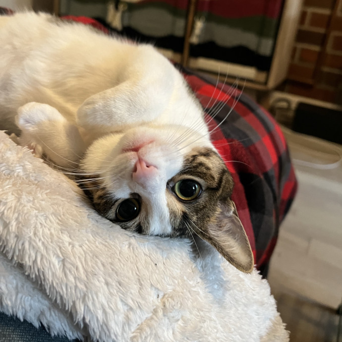 Cats For Cat