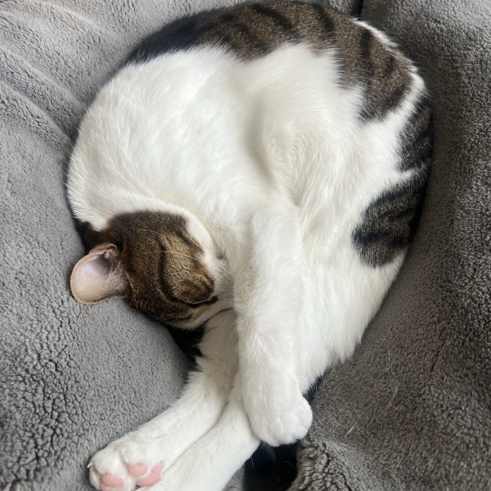 Cats For Cat