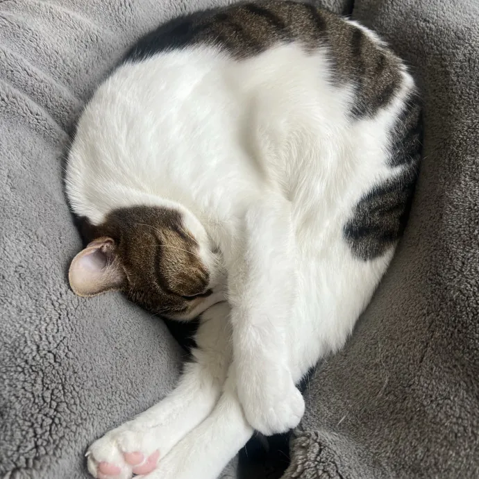 Cats For Cat