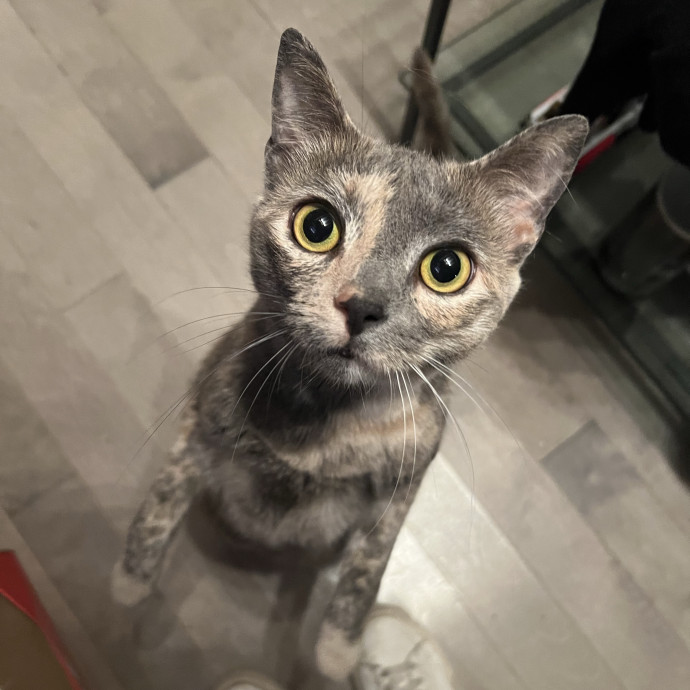 Cats For Cat