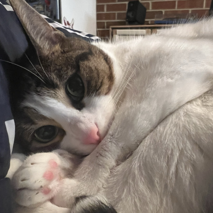 Cats For Cat