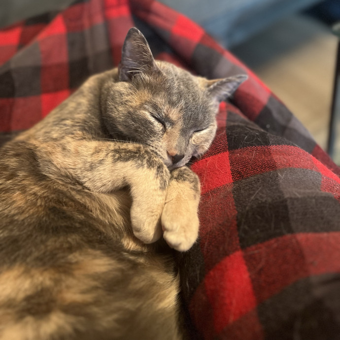 Cats For Cat