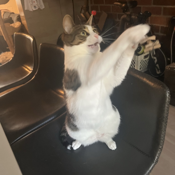 Cats For Cat