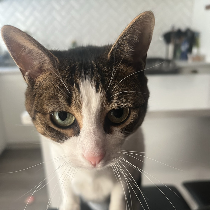 Cats For Cat