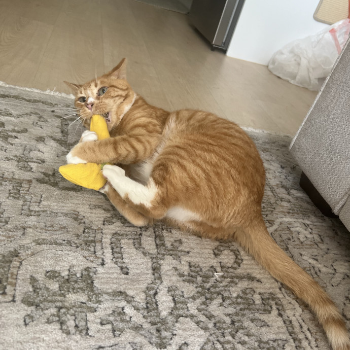 Cats For Cat