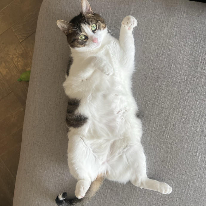 Cats For Cat photo 3