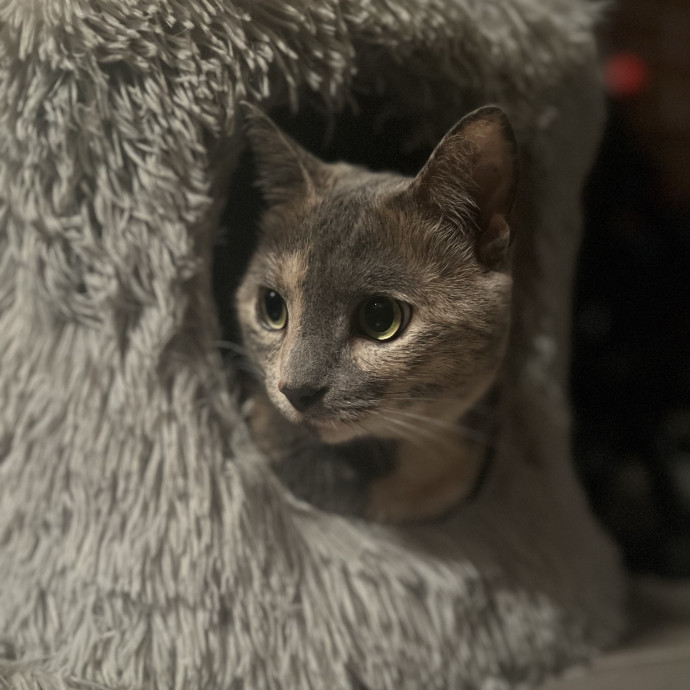 Cats For Cat photo 2