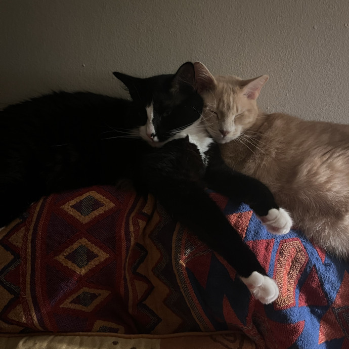 Arlen -Teacher History Nerd Cat Lover