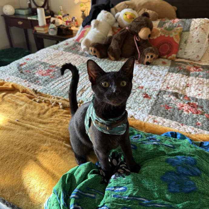 Arlen -Teacher History Nerd Cat Lover photo 2