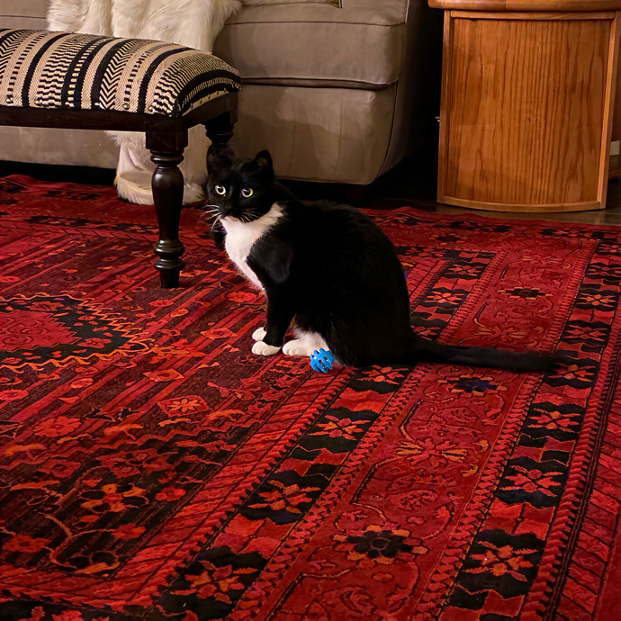 Stephanie's A-Meow-Zing Cat Sitting