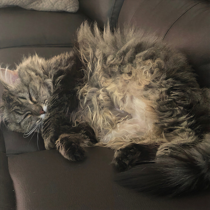 Stephanie's A-Meow-Zing Cat Sitting photo 3
