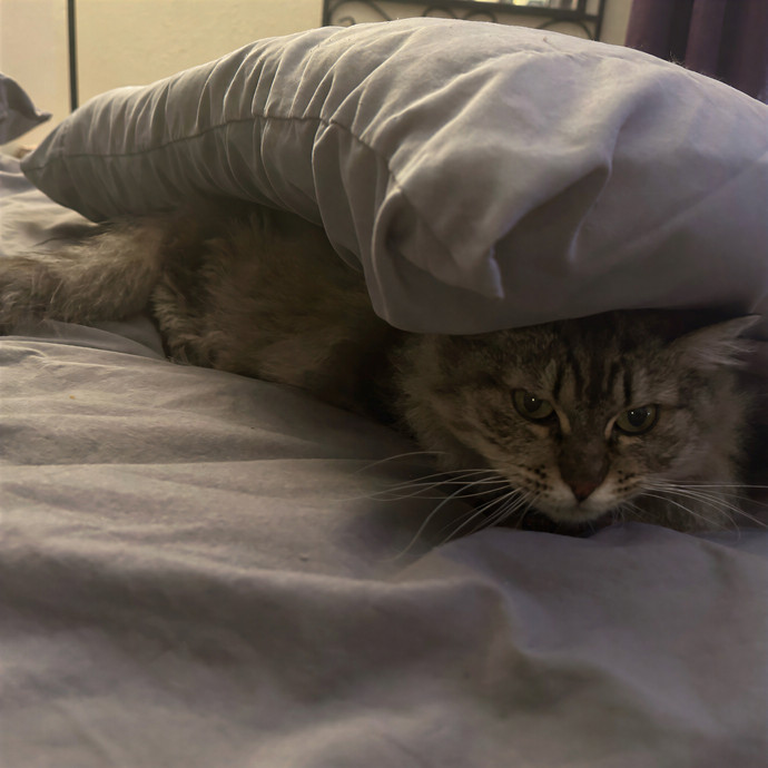Stephanie's A-Meow-Zing Cat Sitting photo 2