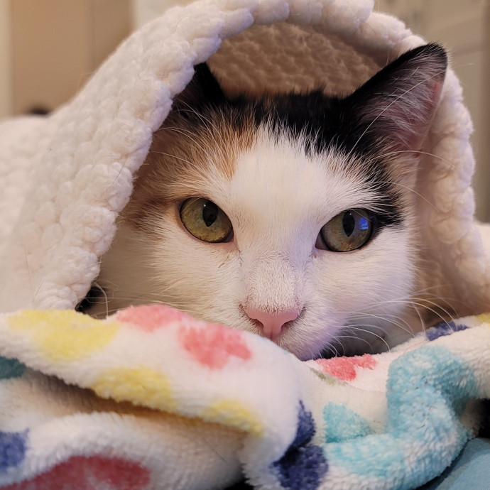 House Of Cats