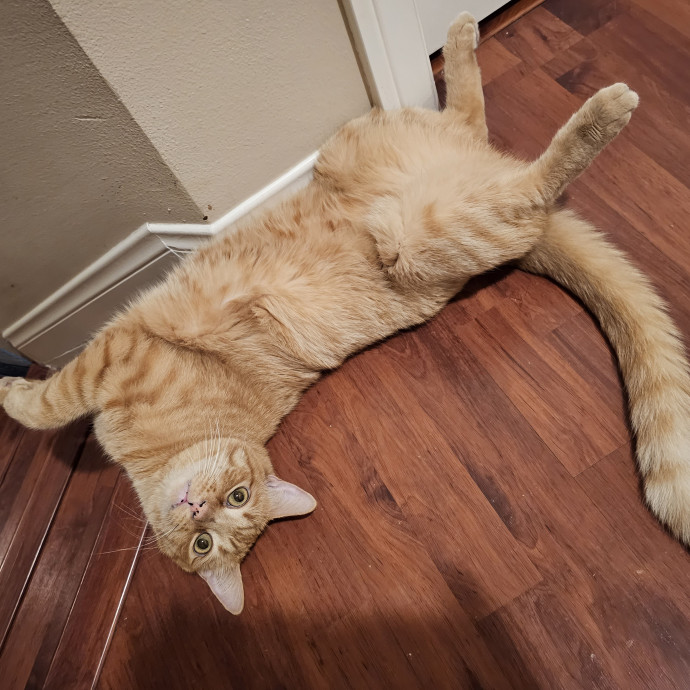House Of Cats photo 3