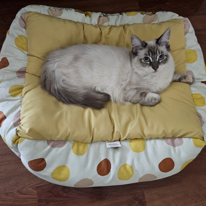 House Of Cats photo 2