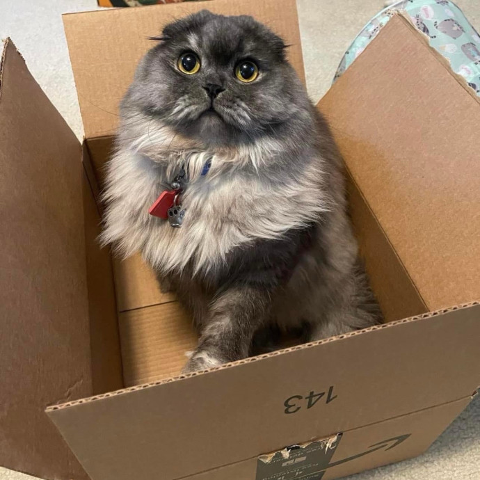 Janae's Meowgical Cat Sitting