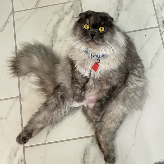 Janae's Meowgical Cat Sitting