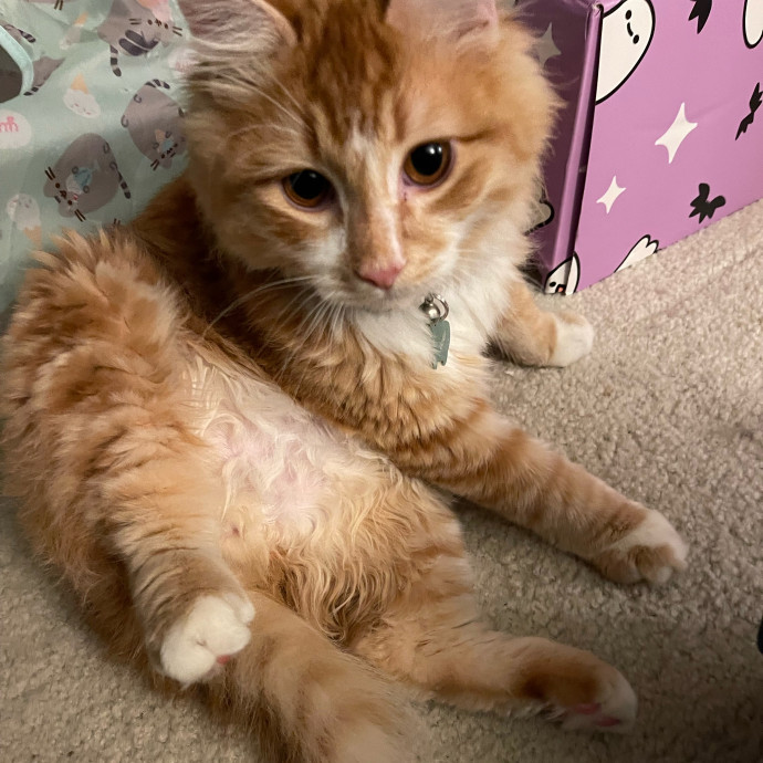 Janae's Meowgical Cat Sitting photo 2