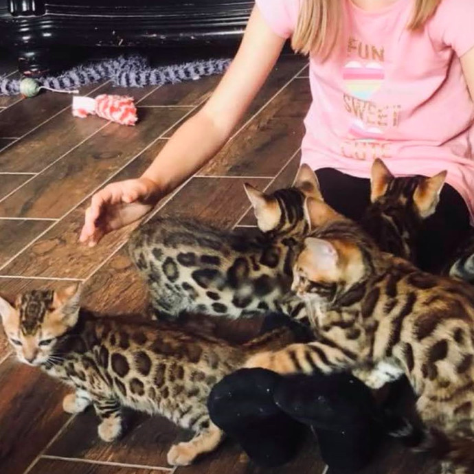 Meows With Mercedes