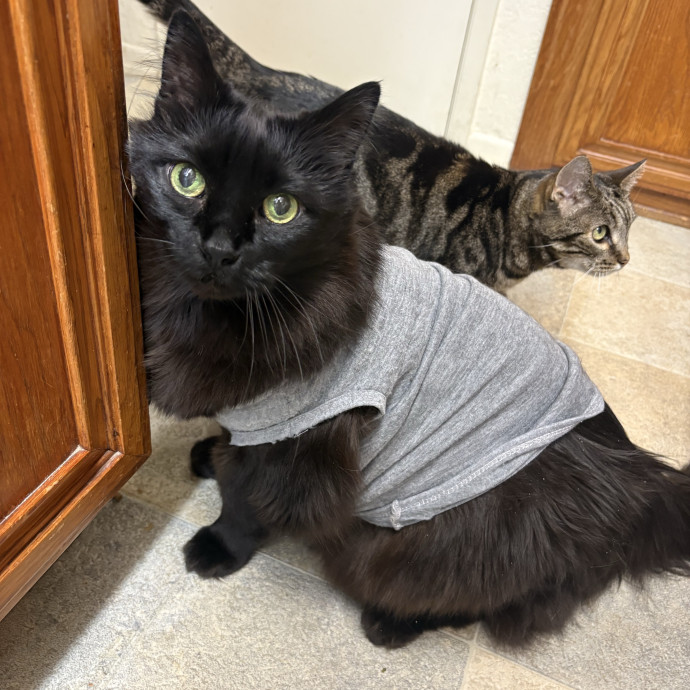 Meows With Mercedes
