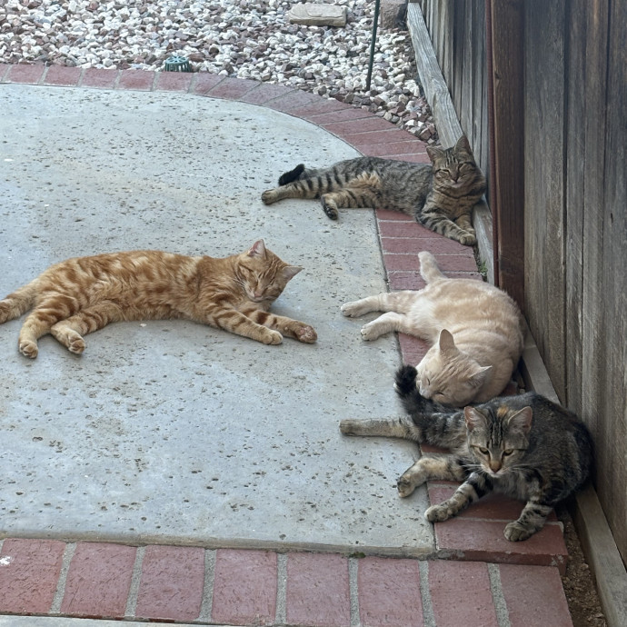 Meows With Mercedes photo 3