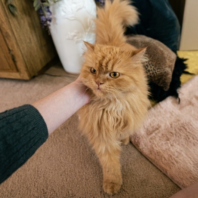 Meows With Mercedes photo 2