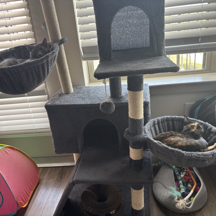 Cat Sitter