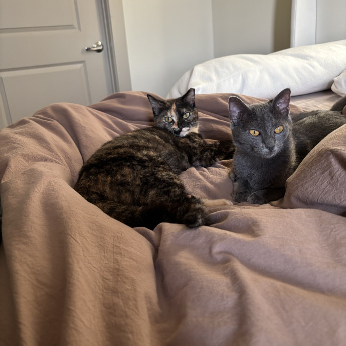 Cat Sitter photo 2