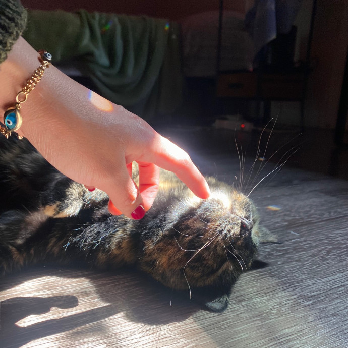 Whisker Whispers With Abi